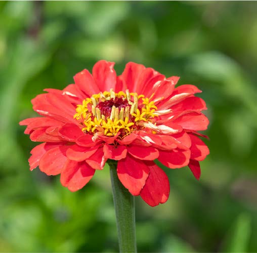 Helianthus