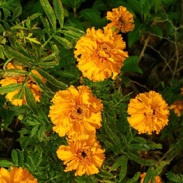 Zinnia elegans