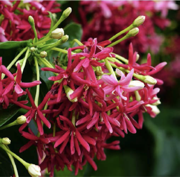 Combretum indicum
