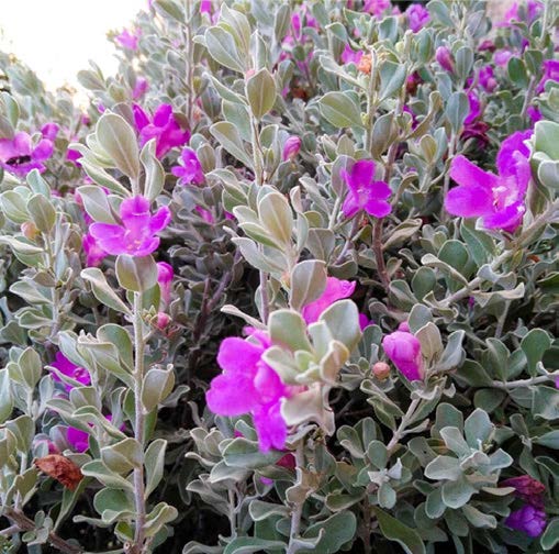 Leucophyllum