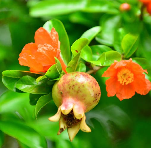 Punica granatum