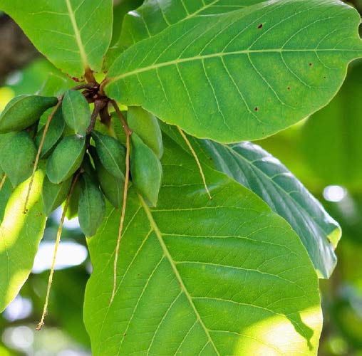 Terminalia catappa