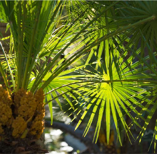 Washingtonia