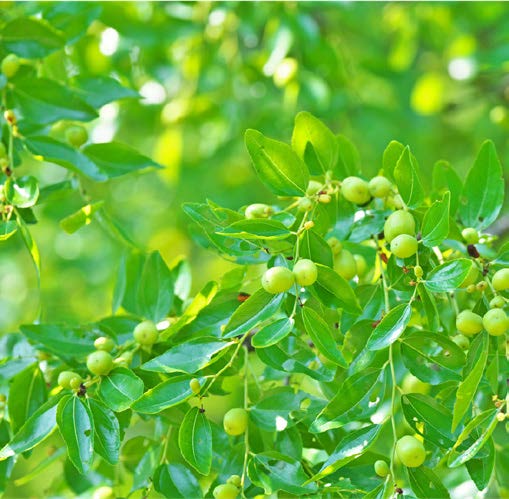 Ziziphus